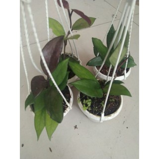 Cẩm cù đen cây giống