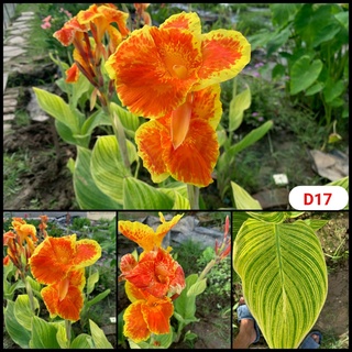 Củ chuối hoa ( dong giềng cảnh ) nhiều màu