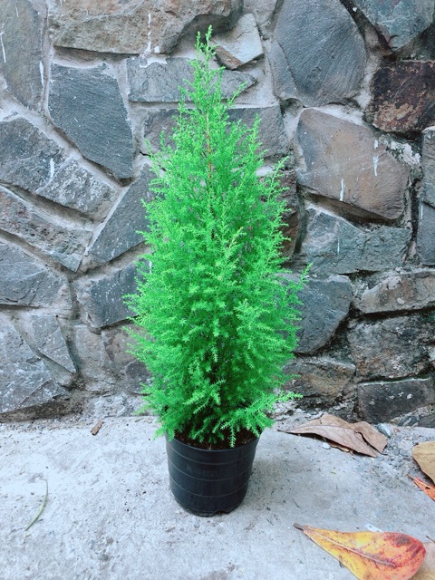Tùng Thơm Cao 60cm ngang 20cm