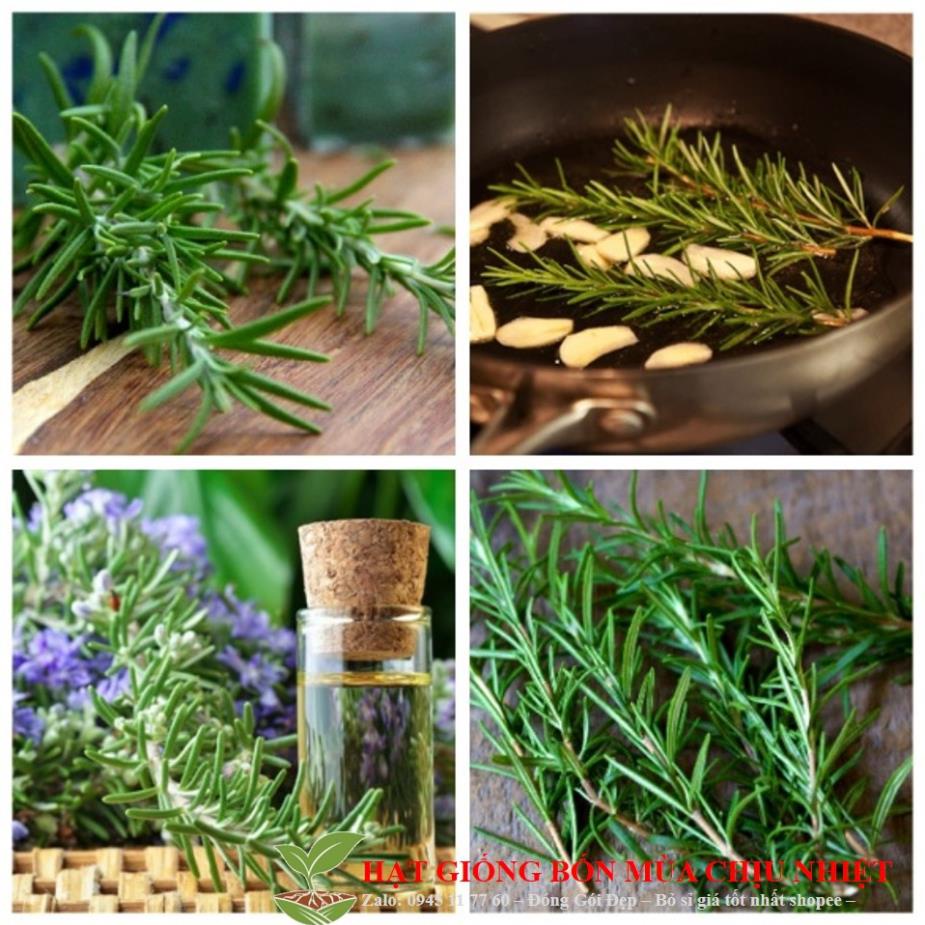 HẠT GIỐNG HƯƠNG THẢO - HẠT CÓ MÙI THƠM ĐẶC TRƯNG PHÂN BIỆT VỚI HÀNG GIẢ GÓI 20 HẠT