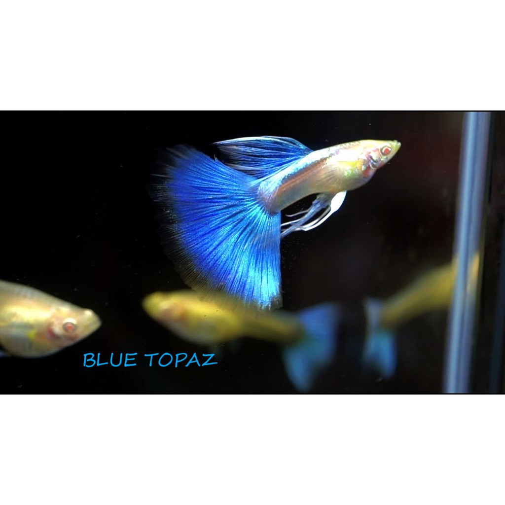 Cám inve cho 3 đôi guppy (Blue Topaz Ribbon - Full gold full vẩy - Full red BDS)