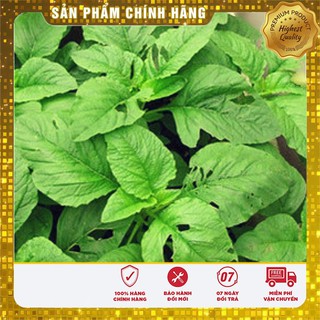 Hạt giống rau dền xanh cao sản
