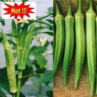 ⚡️ hạt giống đậu bắp f1⚡️ dễ trồng siêu năng xuất