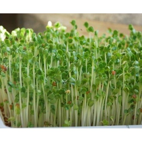 Combo 3 gói META 500g, phân vi sinh vật Điền Trang chứa nấm đối kháng côn trùng, bảo vệ bộ rễ