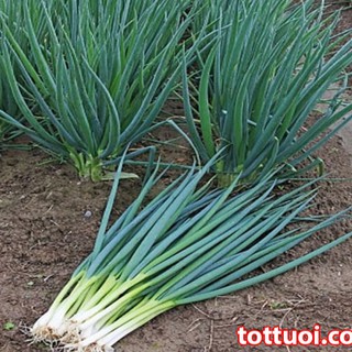 Hạt giống Hành lá cao sản gốc trắng 2gr - HGT