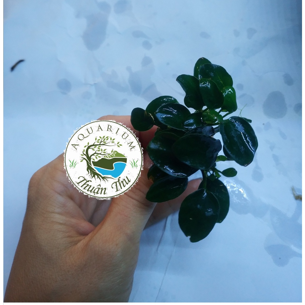 Cây thủy sinh Ráy Nana Petite Nhật