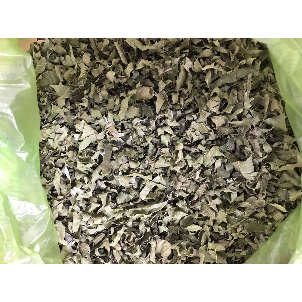 LÁ VỐI KHÔ LÀM TRÀ