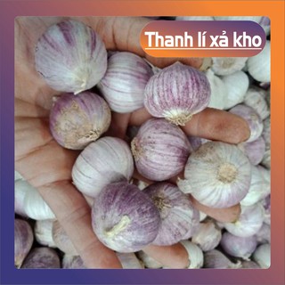 {Hn} Tỏi cô đơn Phan Rang làm tỏi đen