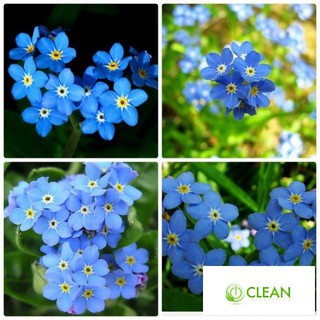hạt giống hoa lưu ly xanh 50 hạt