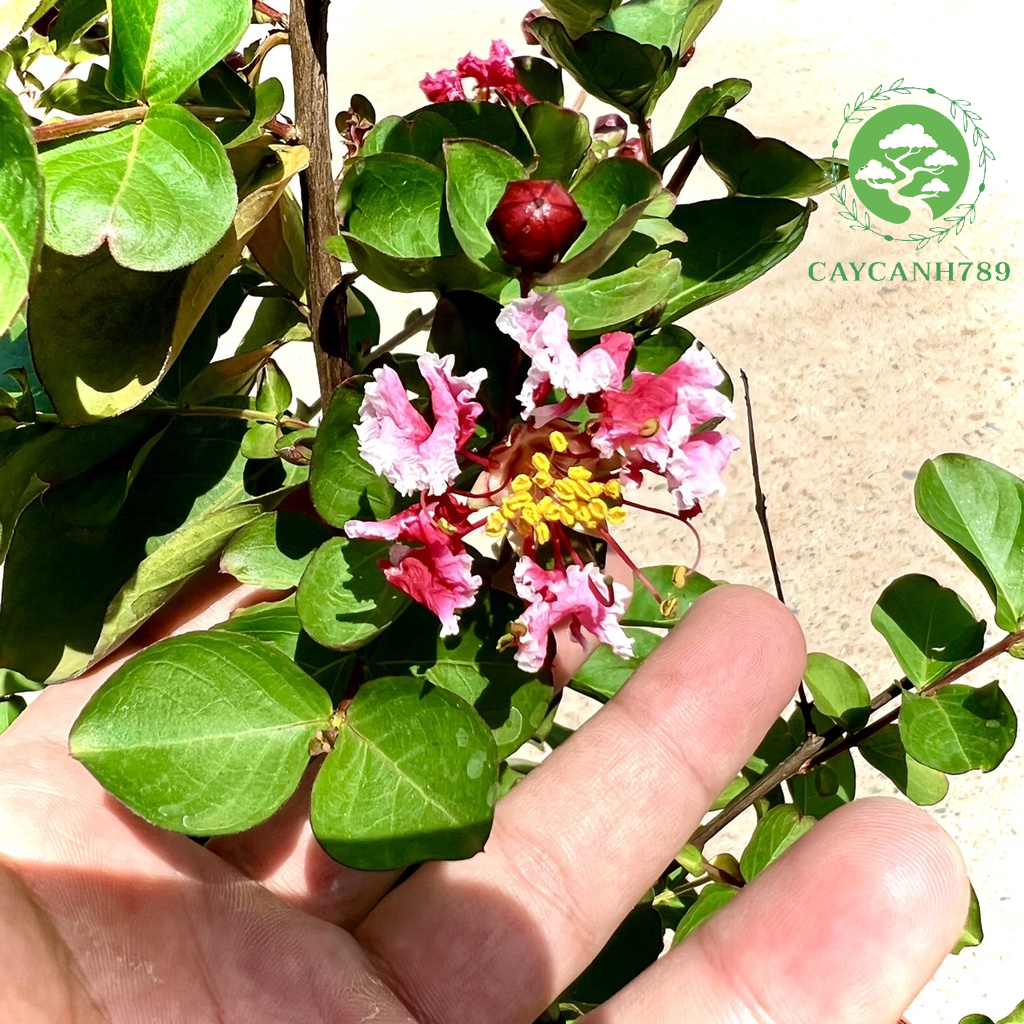 Cây tường vi hai màu đang nụ và hoa cao 50 cm (Ảnh thật).