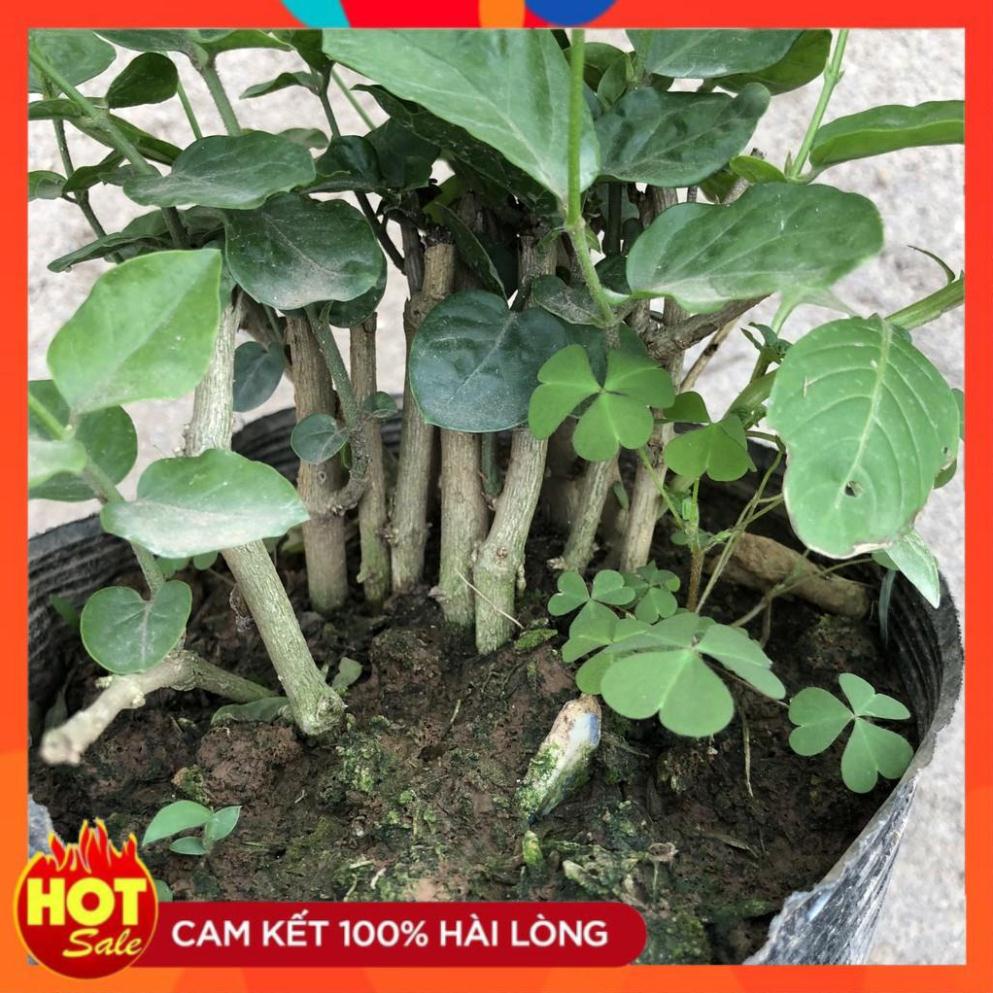 Cây hoa nhài ta cánh kép size nhỏ, hoa nở bắt mắt mùi hương dễ chịu@