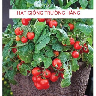 [ Hạt Giống ] Cà Chua Bi Lùn Đỏ F1 Dễ Trồng Vừa Làm Cảnh Cực Đẹp Ăn Cũng Rất  Ngon