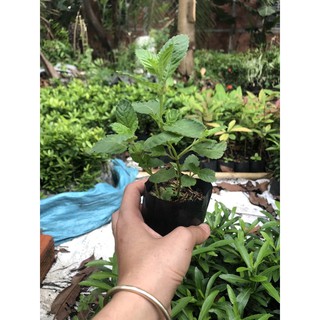 Cây giống sương sáo , boiboi.organic, cây trong bầu đất, rễ mạnh