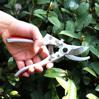Kéo cắt cành cây SADA 210(Nhật Bản)