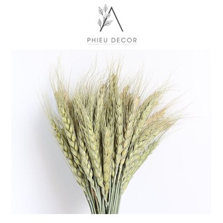 Hoa khô trang trí 🌸 Lúa Mạch Khô Vintage