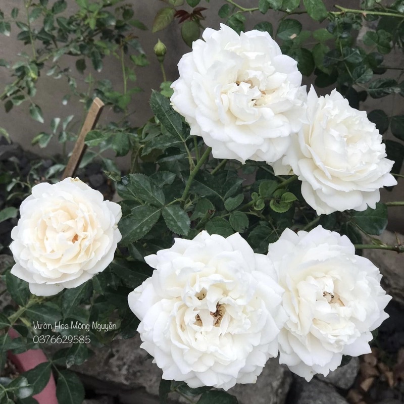Hoa hồng Sur La Neige Rose - hồng bụi, hoa thơm, lâu tàn