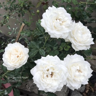 Hoa hồng Sur La Neige Rose - hồng bụi, hoa thơm, lâu tàn