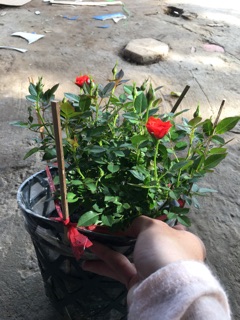Hồng tiểu muội