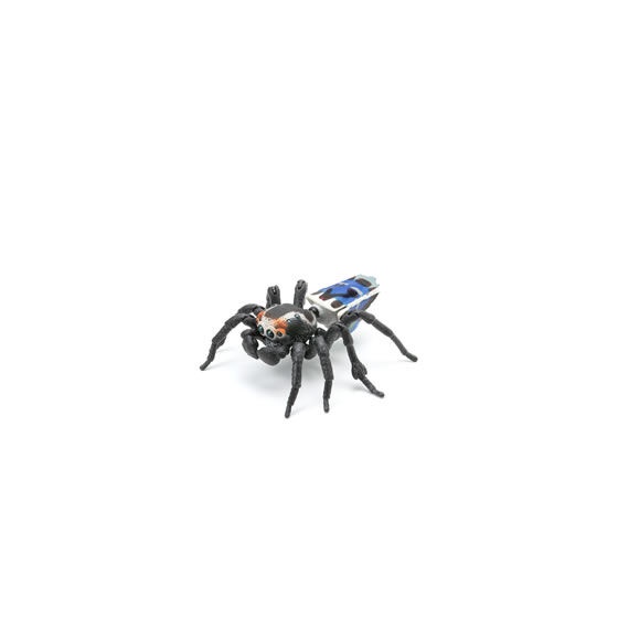 MÔ HÌNH TRỨNG GASHAPON Peacock spider