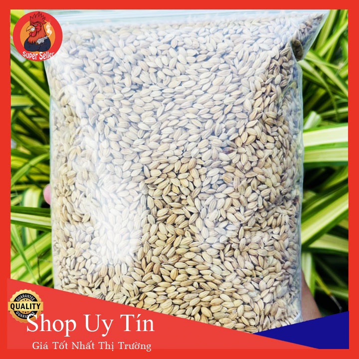 Combo 5kg Lúa Nhật Hạt Tròn Cho Gà Ăn