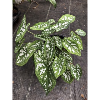 Cây MÔN TRẮNG lá nhỏ