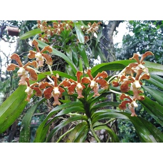 1 cây vanda nâu rừng