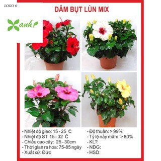 Hạt giống hoa dâm bụt lùn - 5 Hạt