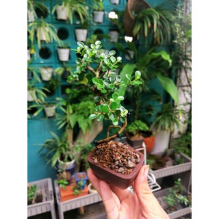 Bonsai sam trái mini