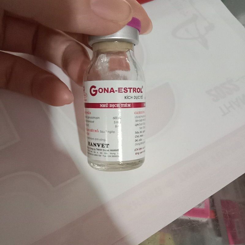Gona estrol cho gia súc cái chó mèo lợn trâu bò dê thú y, thú cưng
