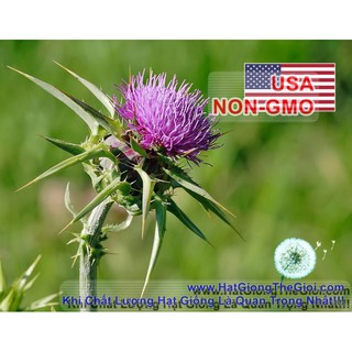 10GRAM 800.HẠT Hạt Giống Kế Sữa Gan Milk Thistle (| A4*X43)