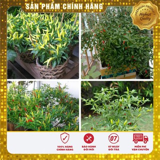 Bộ Gói Hạt Giống Cây Ớt Chỉ Thiên