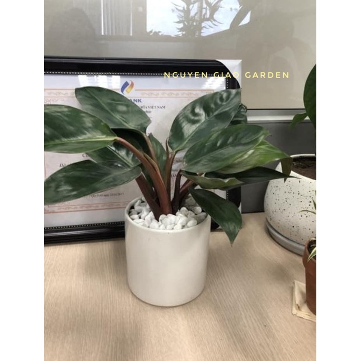 Cây đế vương đỏ chậu sứ trụ trang trí nội thất