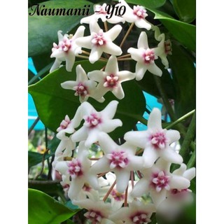cẩm cù Hoya