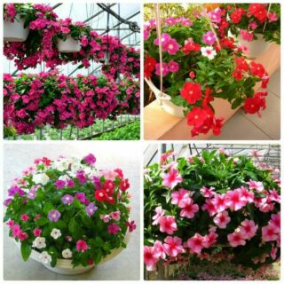 HẠT GIỐNG HOA DỪA CẠN RỦ NHIỀU MÀU