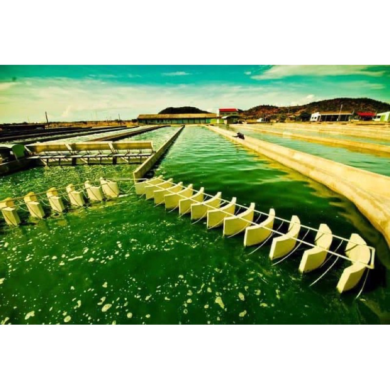 Tảo Spirulina Vĩnh hảo