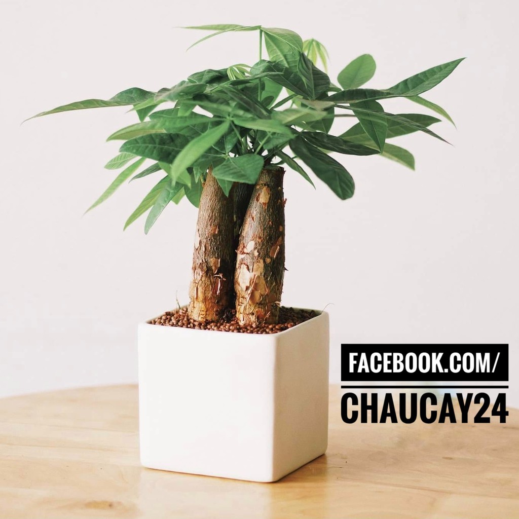 Chậu cây cảnh để bàn, cây văn phòng, cây hoa kiểng, cây bonsai hình vuông