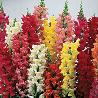 Hạt giống hoa mõm sói Mix