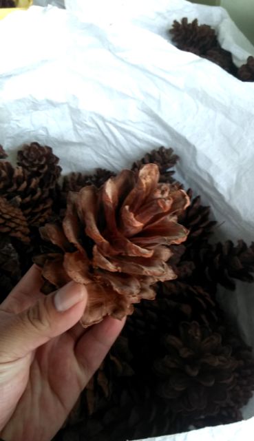 1kg Trái thông khô 3 lá loại lớn