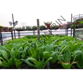 Hạt giống rau diếp thơm - 5gr