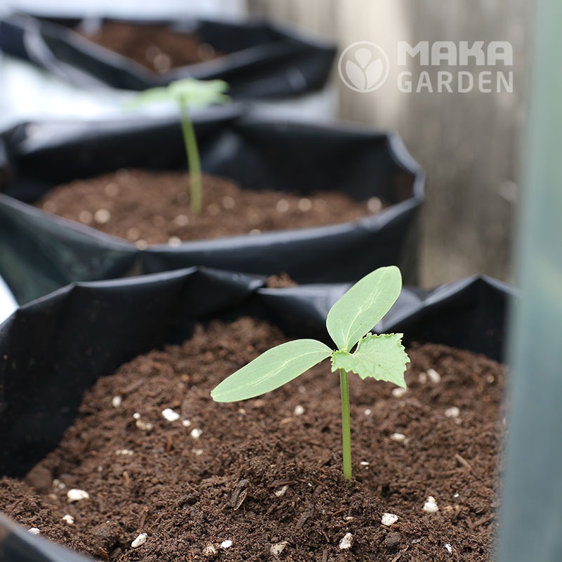 Đất  Trồng Cây đa dụng Namix - Bao 20dm³ - Chuyên Trồng Các Loại Rau Dài Ngày, Hoa,…