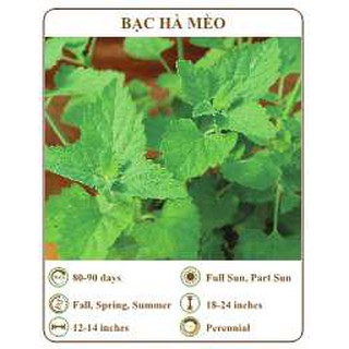 Hạt giống Bạc hà mèo - THE XANH