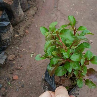 1 bụi giống cải xoang nhật ( 4 đến 5 cây con )