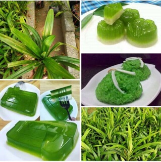 Cây dứa thơm 2 cây to khỏe 50k
