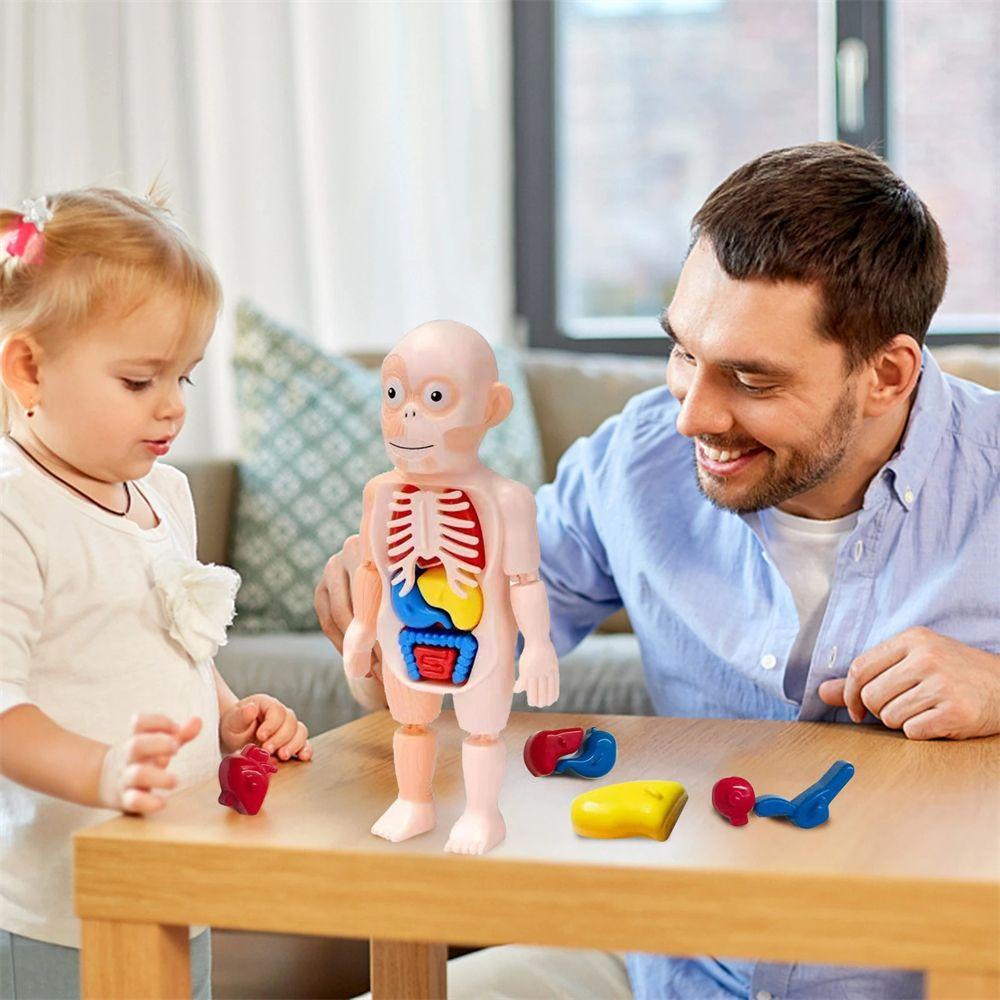 Đồ chơi trẻ em Lắp Ráp Mô Hình Cơ Thể Người 3D Cho Bé