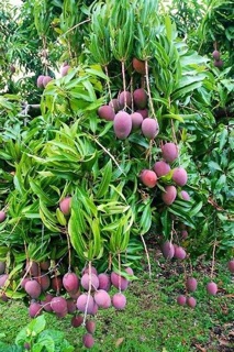 Xoài tím malaysia