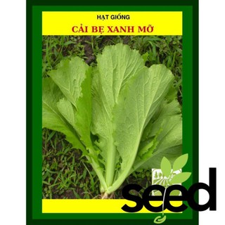 [GIỐNG CHỊU NHIỆT] 50G - Hạt Giống Cải Bẹ Xanh Mỡ