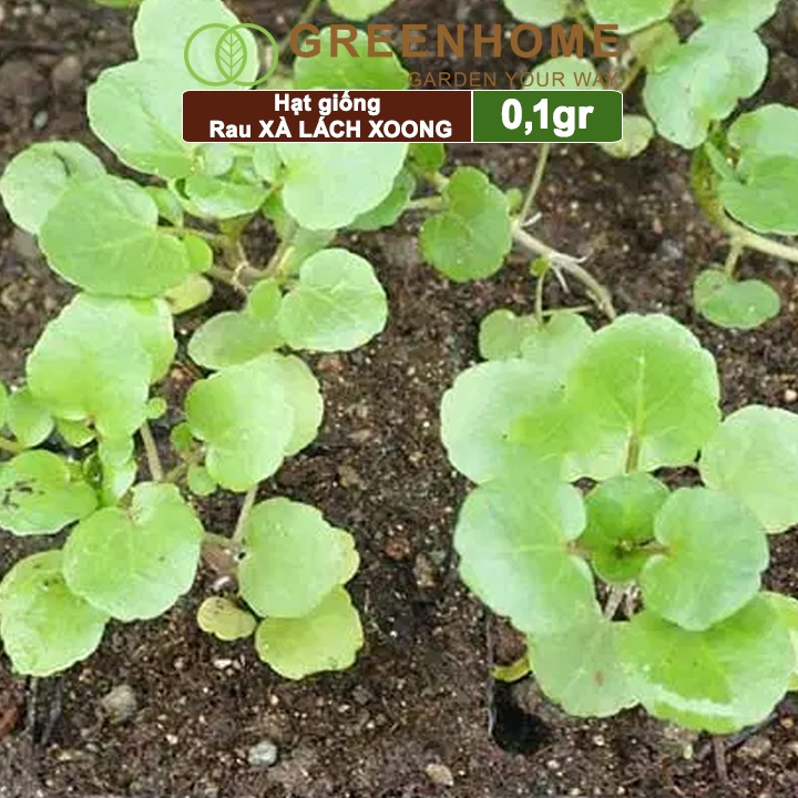Hạt giống rau Xà lách Xoong Greenhome, gói 0.1g, dễ trồng, thu hoạch nhanh R01