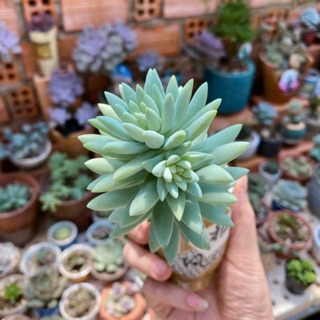 Sen đá chuỗi  ngọc đứng