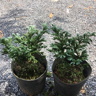 Chậu cây tuyết tùng - giao cây cao khoảng 20-25cm - Trang Flowers