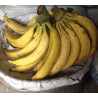 Cây giống chuối tá quạ cấy mô (chuẩn giồng cây trồng)